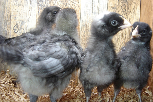 8 Pullet Chicks Week 2 - 2 Barred Rock & 2 Steel Blue Novagen